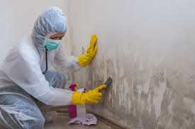 Why You Should Choose Our Mold Remediation Services in Irwindale, CA